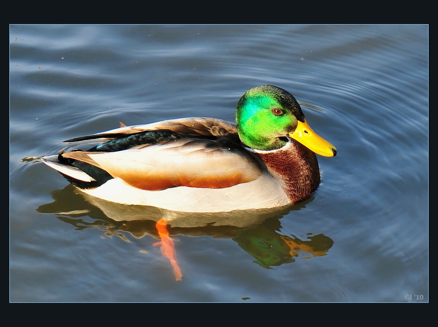 kachny