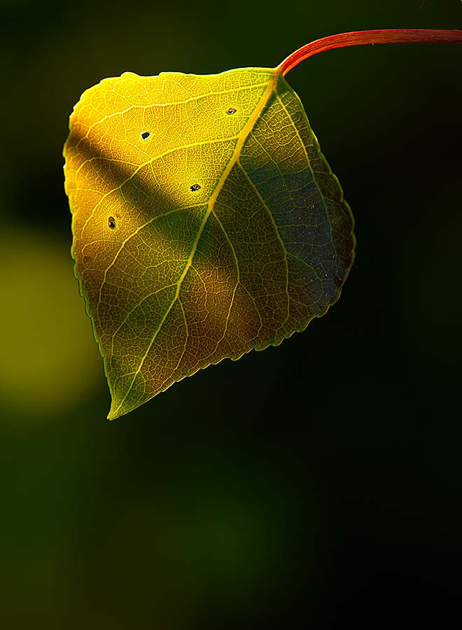 OS