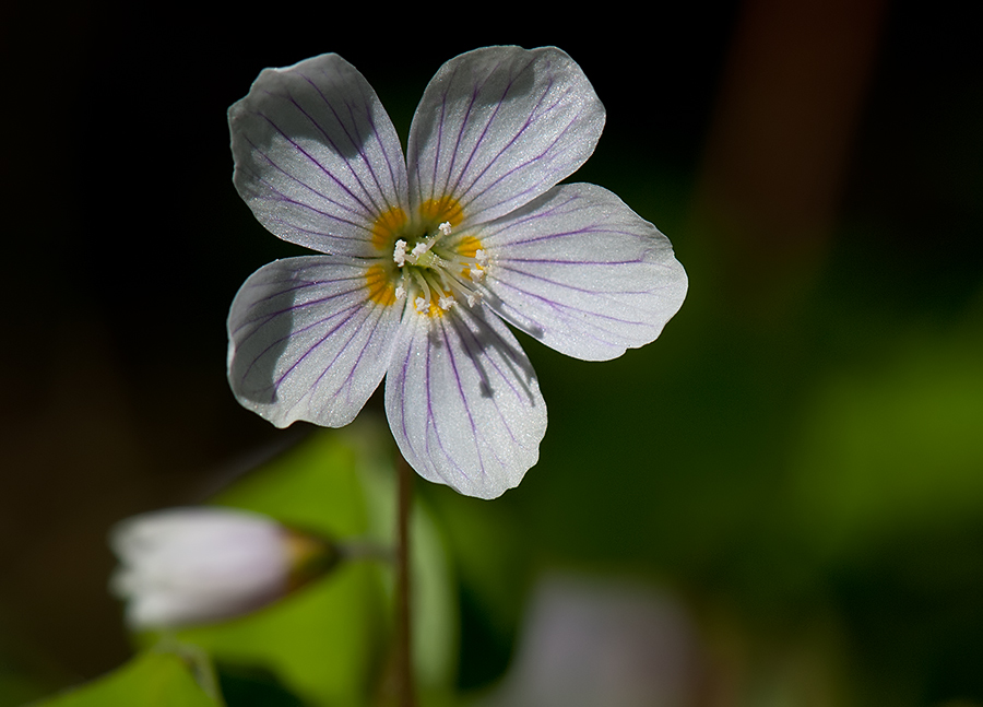 oxalis1