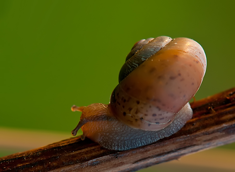sneci01
