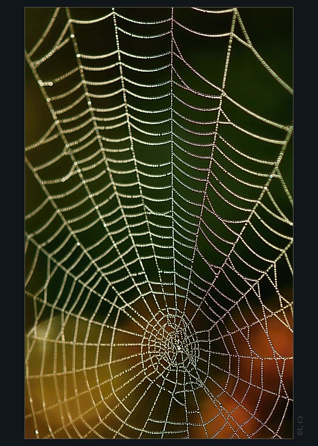 web (2)