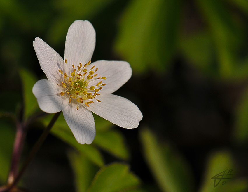 anemone
