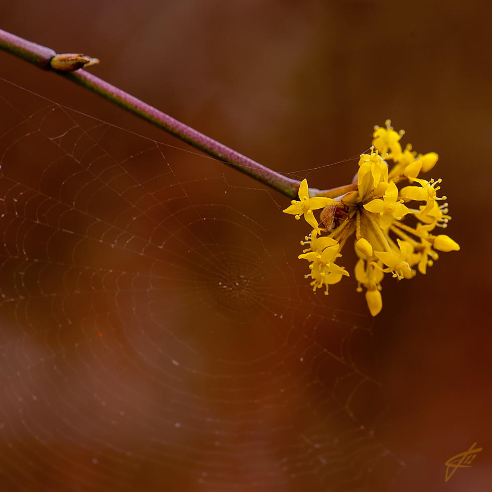 cornus (2)