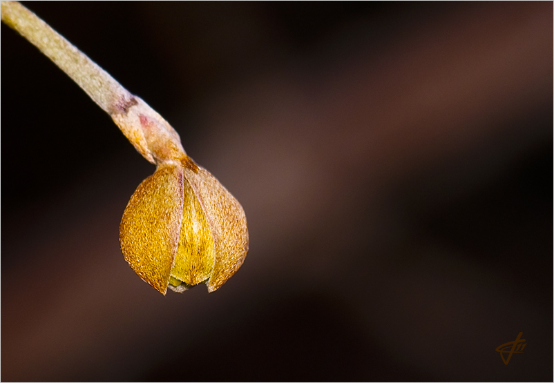 cornus