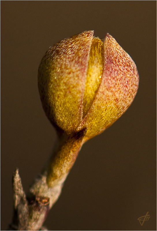 cornus1