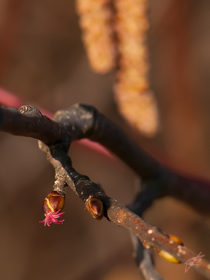 corylus