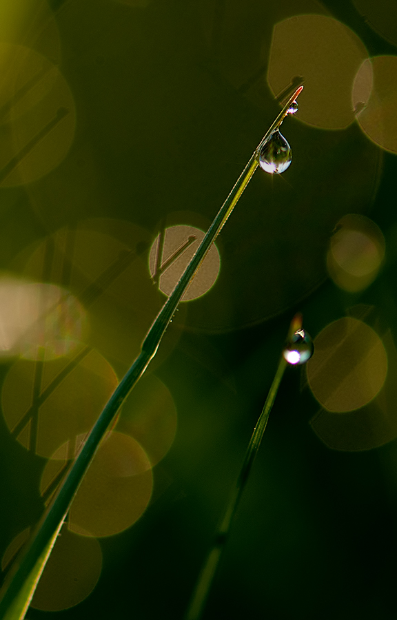 drop