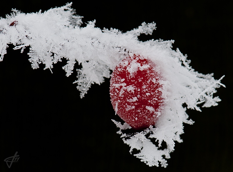 mruz