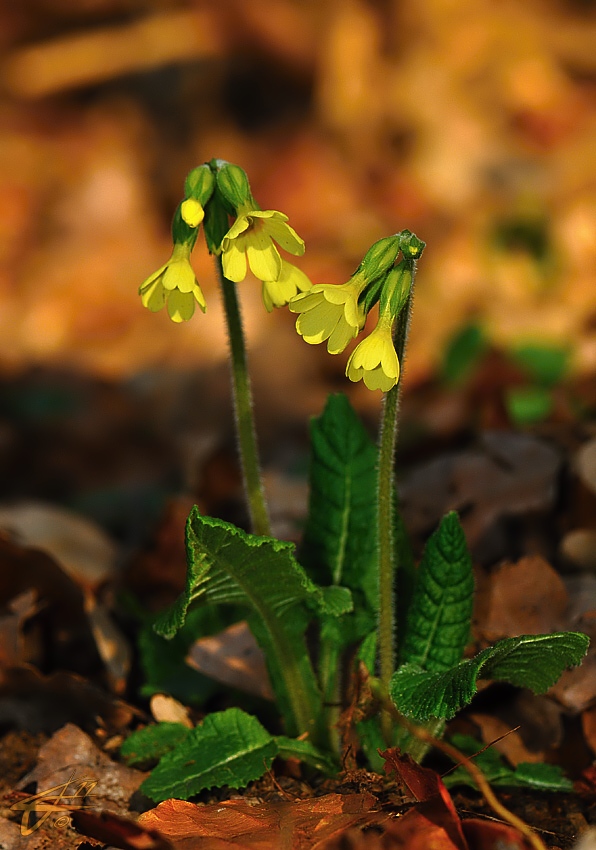 primula