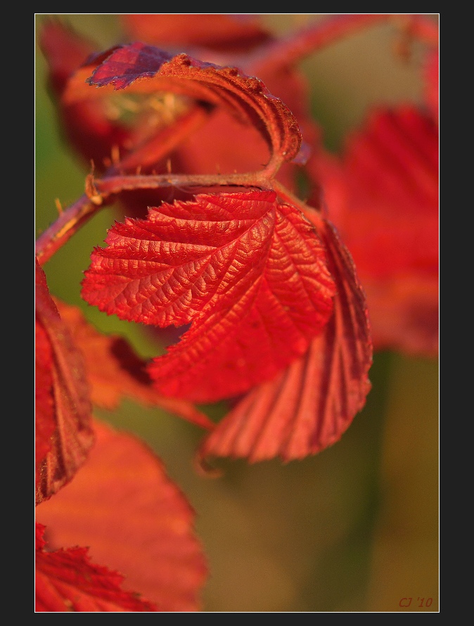 red1