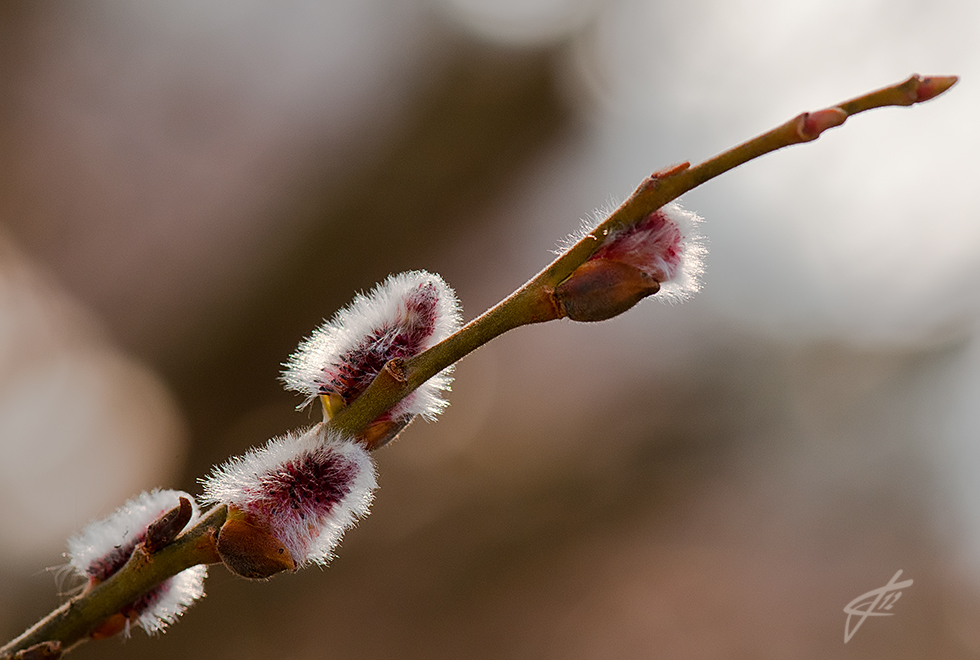 salix