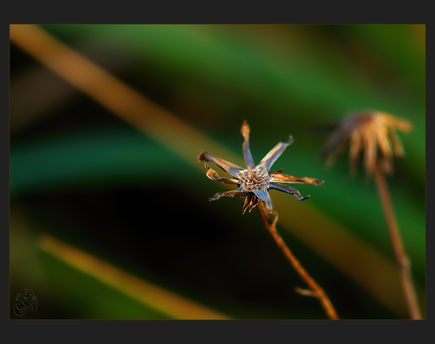 star