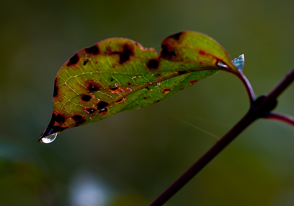 svida (2)