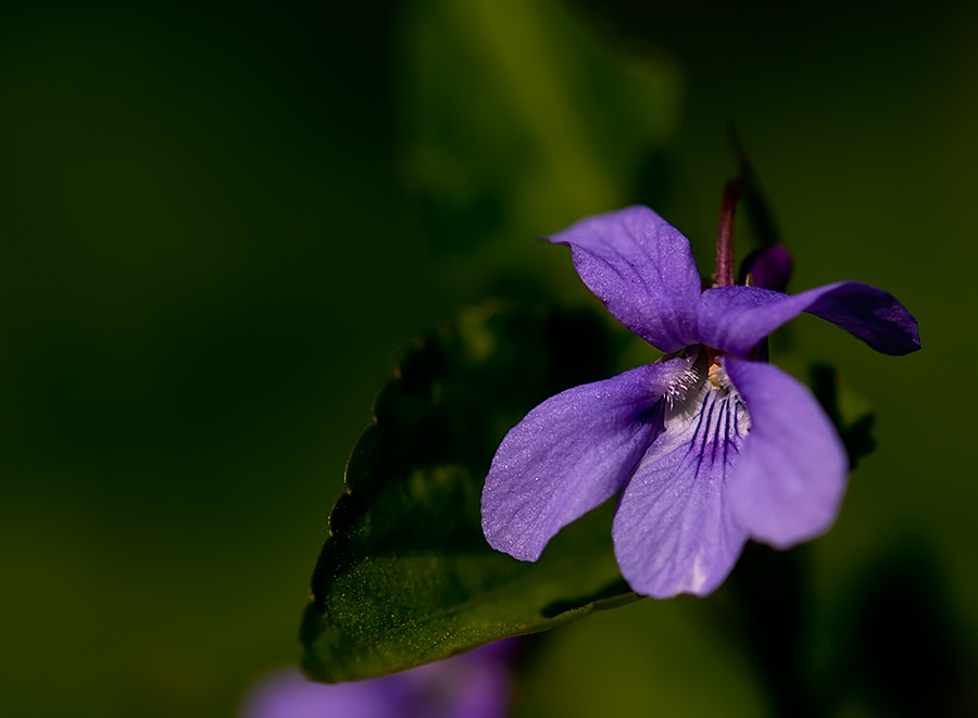 viola
